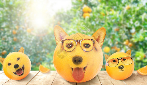 阳光下的狗狗创意水果场景设计图片