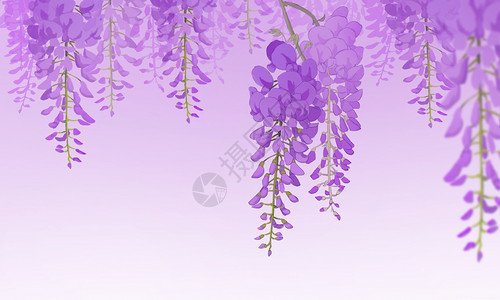 紫藤花背景紫色紫藤花高清图片