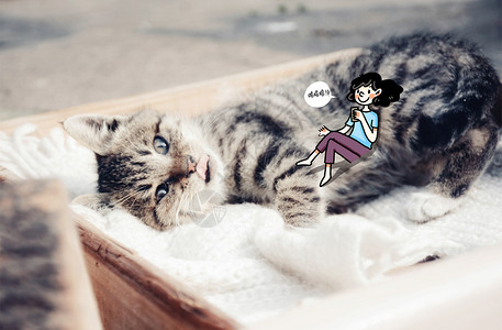 躺着的小猫撸猫插画