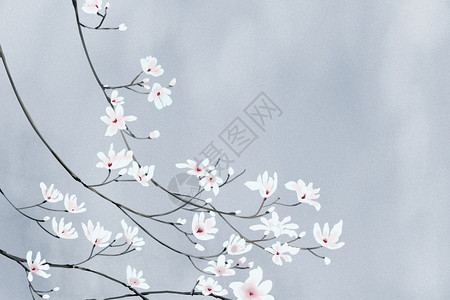 玉兰花唯美植物留白背景高清图片