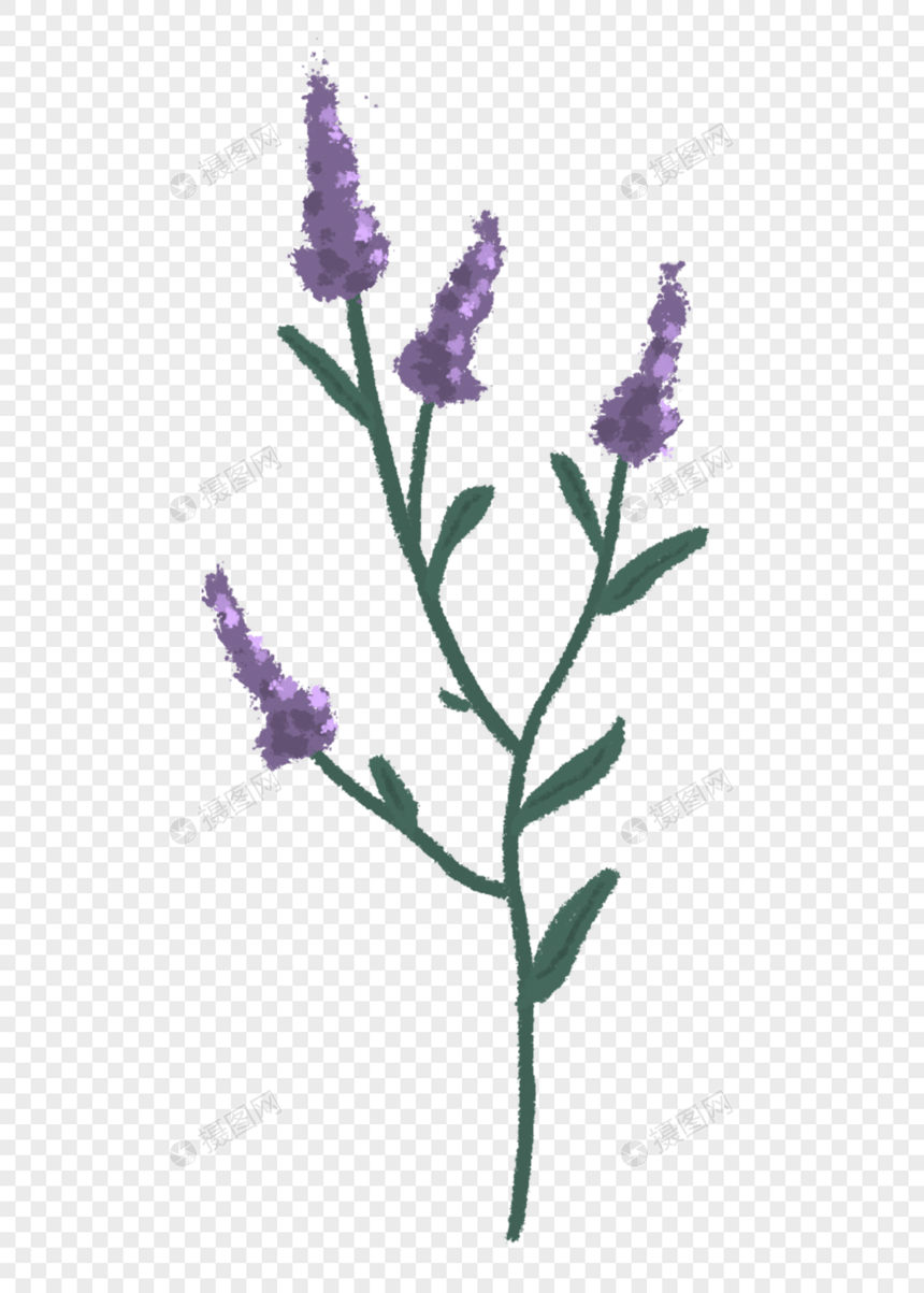 紫色花卉植物图片