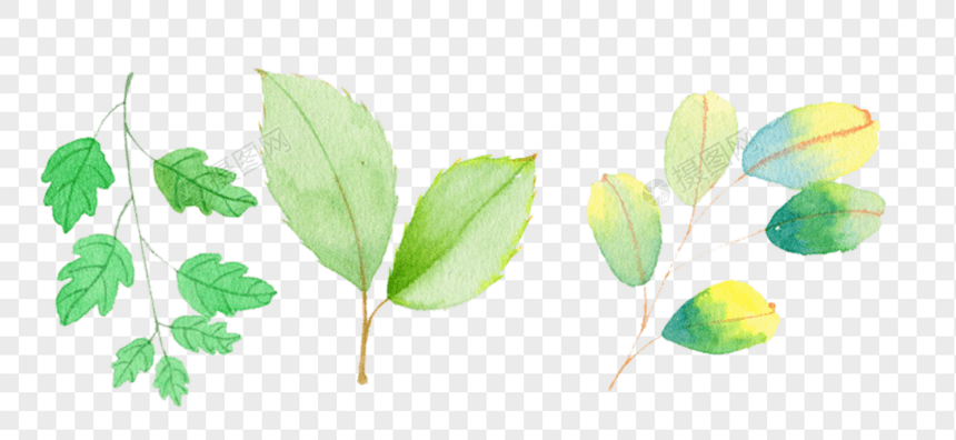 小清新植物树叶图片