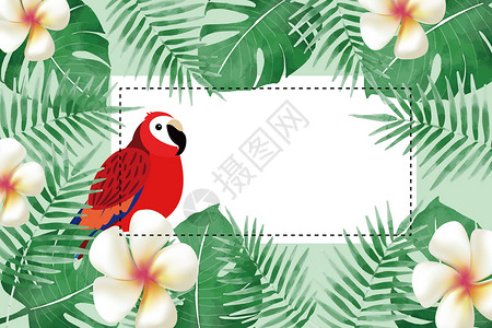 鹦鹉高清素材植物花卉背景插画