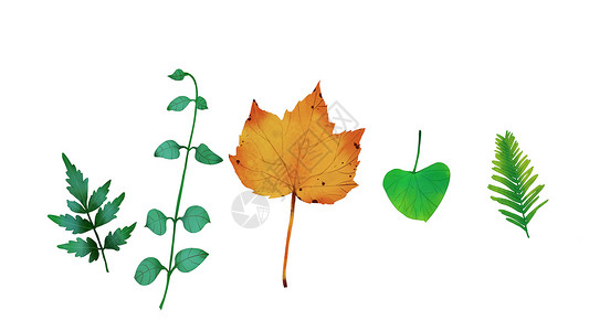 秋天落叶缤纷植物叶子背景插画