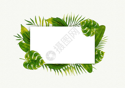 绿色叶子相框热带植物叶子插画