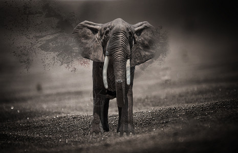 大象创意动物保护设计图片