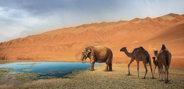 节约用水长颈鹿骆驼高清图片