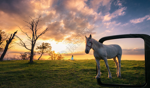 草原和马VR世界中的马设计图片