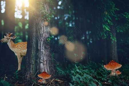 两个红色蘑菇梦幻森林设计图片