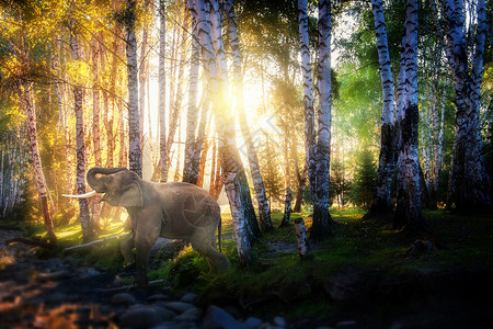 迷雾森林中的大象梦幻森林设计图片