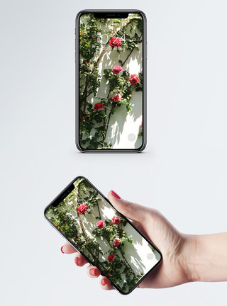 花卉月季月季手机壁纸模板