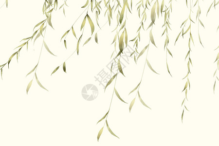 留白植物插画柳叶插画