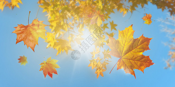 黄色枫树秋天落叶设计图片