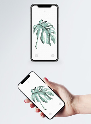 龟背叶素材水彩叶子手机壁纸模板