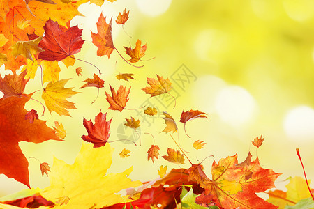 秋季树叶背景背景图片