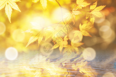 阳光下的梧桐叶唯美秋季背景设计图片