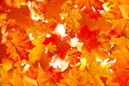 秋天的颜色红色枫叶设计图片