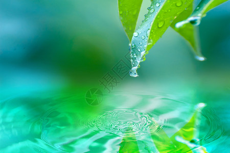 绿叶水滴清新白露设计图片