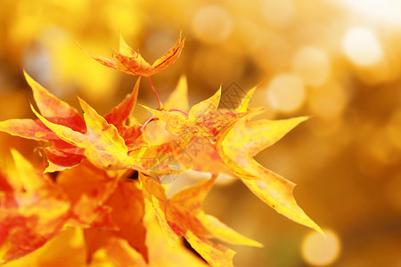 秋季背景图片