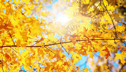 秋季枫叶秋季叶子自然过渡黄色布朗梧桐叶高清图片