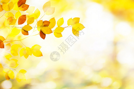 阳光下的梧桐叶秋天唯美设计图片