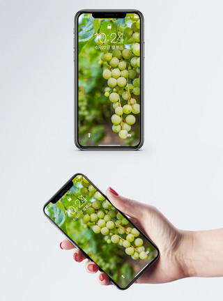纯青夏天绿色葡萄手机壁纸模板