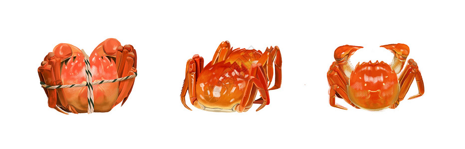 螃蟹价格表大闸蟹插画