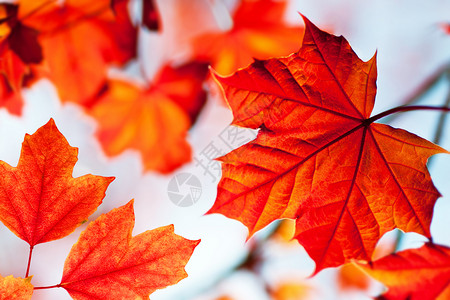 秋风红叶背景图片