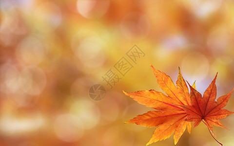 自然落叶秋季枫叶背景设计图片