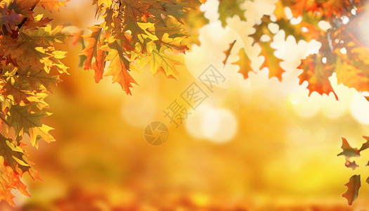 地上树叶秋季枫叶设计图片