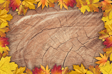 质朴的木马车秋季实木背景设计图片