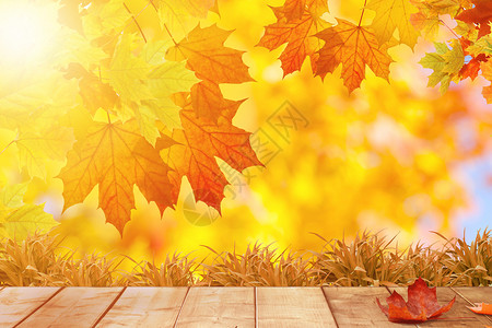秋分树林秋天背景设计图片
