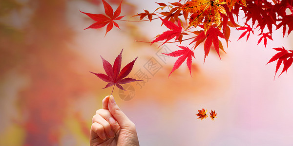 风景树叶秋天枫叶设计图片