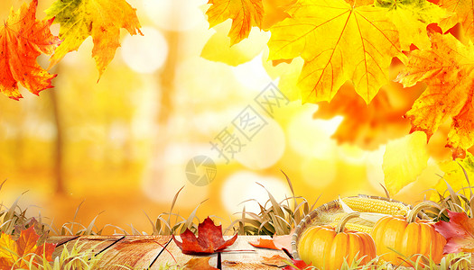 南瓜玉米栗子秋天背景设计图片