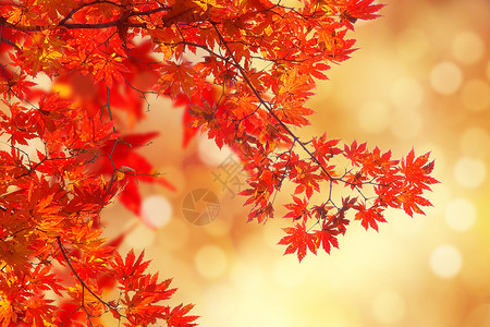 红色梧桐叶秋天背景设计图片
