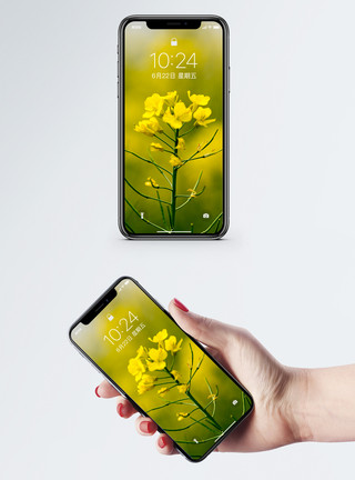 植物田园油菜花开手机壁纸模板