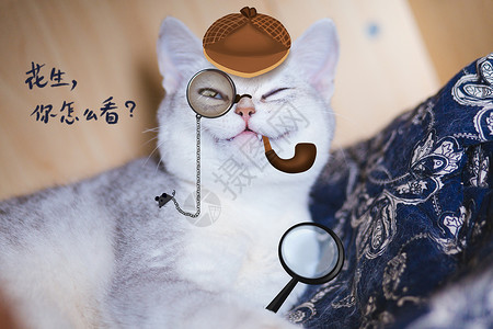 微笑沙发侦探猫插画