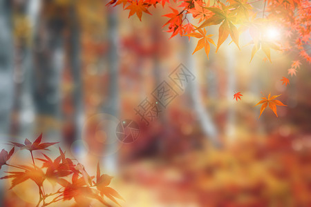 红色森林秋天落叶设计图片