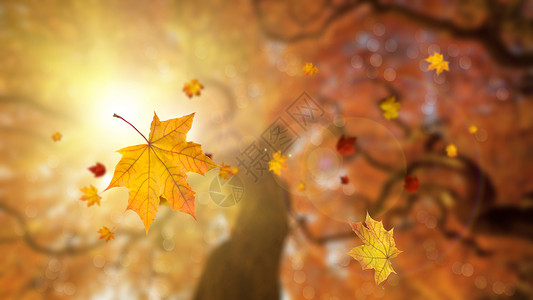 枫叶飘落秋季背景设计图片