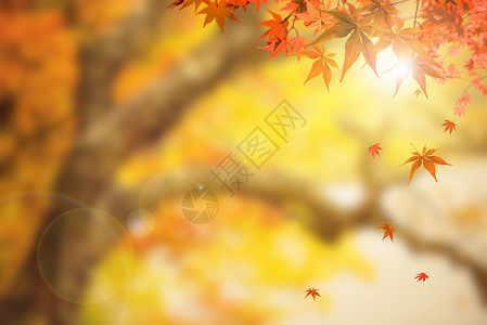 阳光下的落叶秋季设计图片