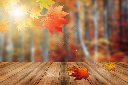 秋天绝美森林秋天背景设计图片