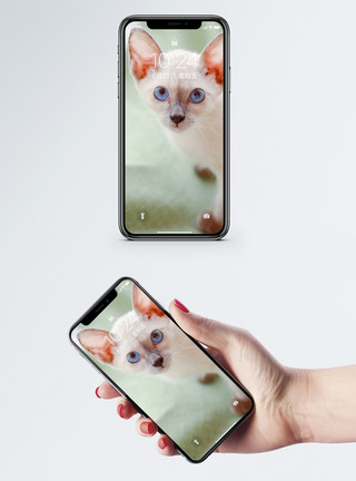 蓝眼壁纸暹罗猫摄影图片手机壁纸模板