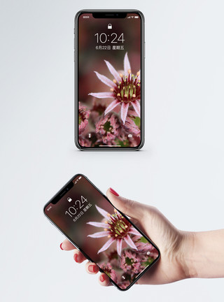 美丽山林植物花卉手机壁纸模板