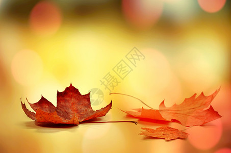 浪漫秋季场景图秋季叶子背景设计图片