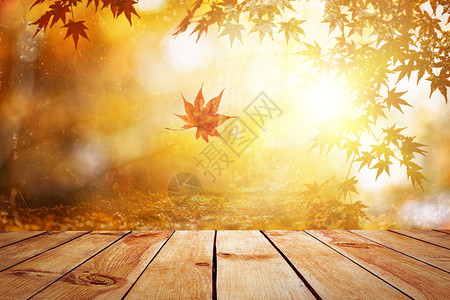 秋季的树林秋季背景设计图片