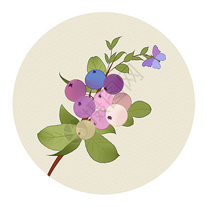 桑蓝莓植物中国风花卉插画