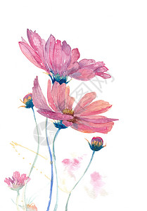 粉色花儿盛开花插画