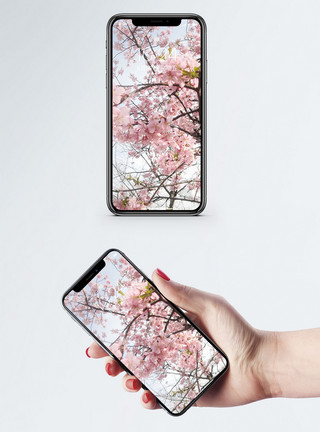 桃树背景桃花手机壁纸模板