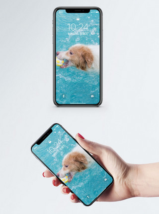 狗狗游泳狗狗手机壁纸模板