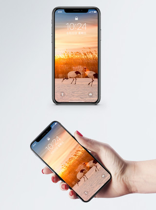 动物冬季素材扎龙丹顶鹤手机壁纸模板